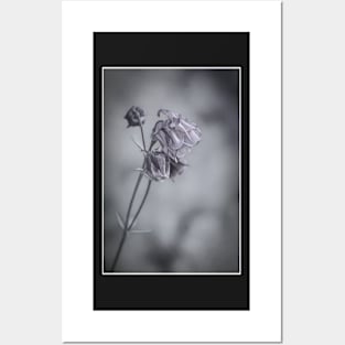 Columbine in Black and White Posters and Art